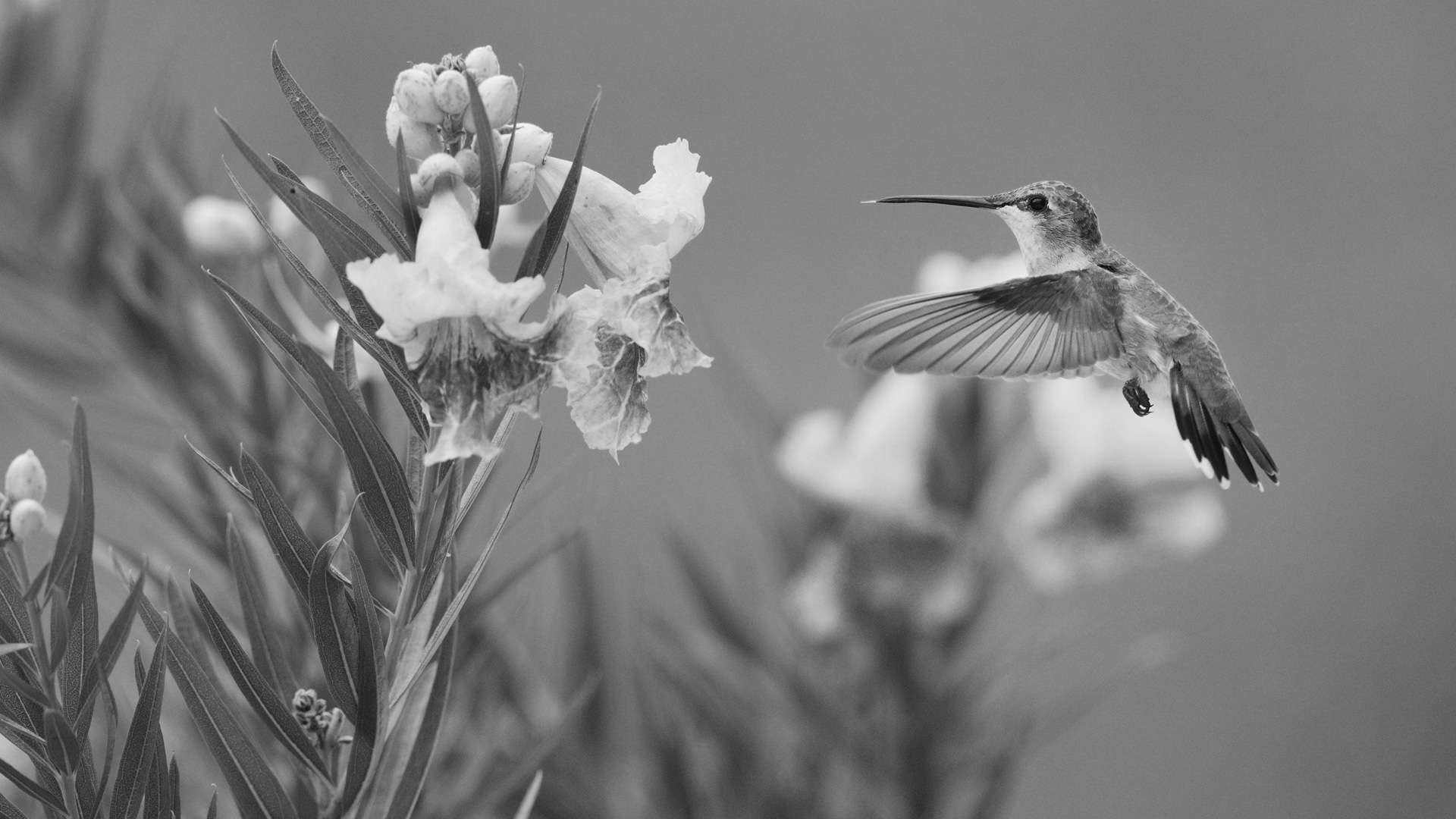 Humming bird and flowers